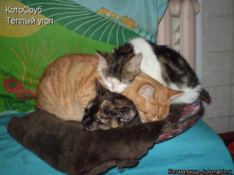 КотоСруб Тёплый угол... Котоматрица: КотоСруб Тёплый угол
