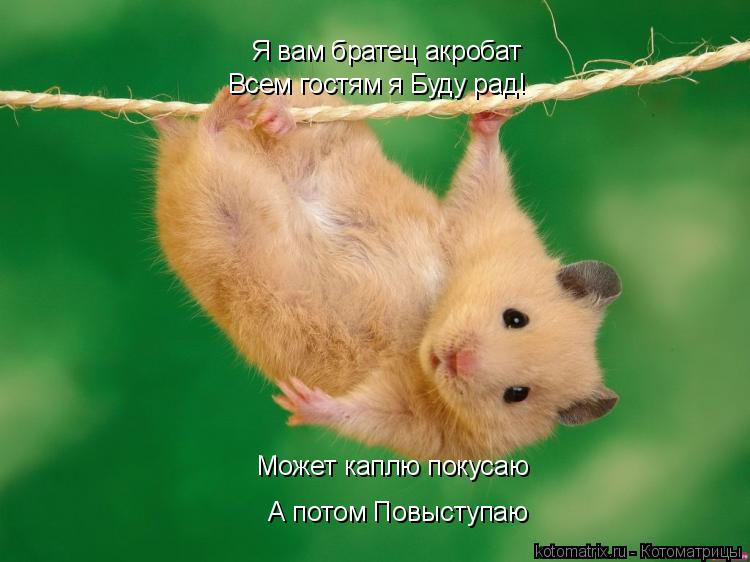 Я вам братец акробат Всем гостям я Буду рад! Может каплю покусаю А потом Повыступаю... Котоматрица: Я вам братец акробат Всем гостям я Буду рад! Может каплю покусаю А потом Повыступаю