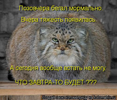 Позовчера бегал мормально. Вчера тяжесть появилась. А сегодня вообще встать не могу. ЧТО ЗАВТРА-ТО БУ... Котоматрица: Позовчера бегал мормально. Вчера тяжесть появилась. А сегодня вообще встать не могу. ЧТО ЗАВТРА-ТО БУДЕТ ???