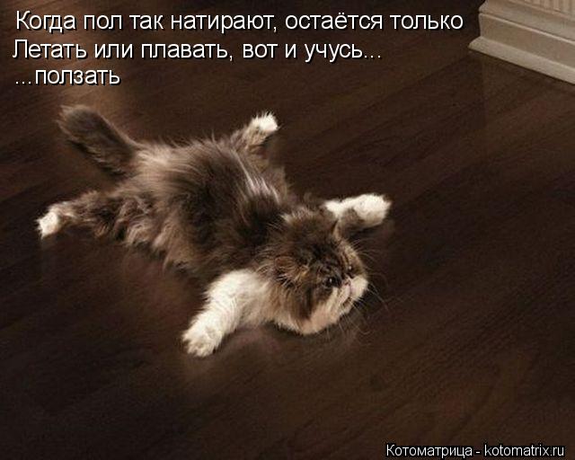 Когда пол так натирают, остаётся только Летать или плавать, вот и учусь... ...ползать... Котоматрица: Когда пол так натирают, остаётся только Летать или плавать, вот и учусь... ...ползать