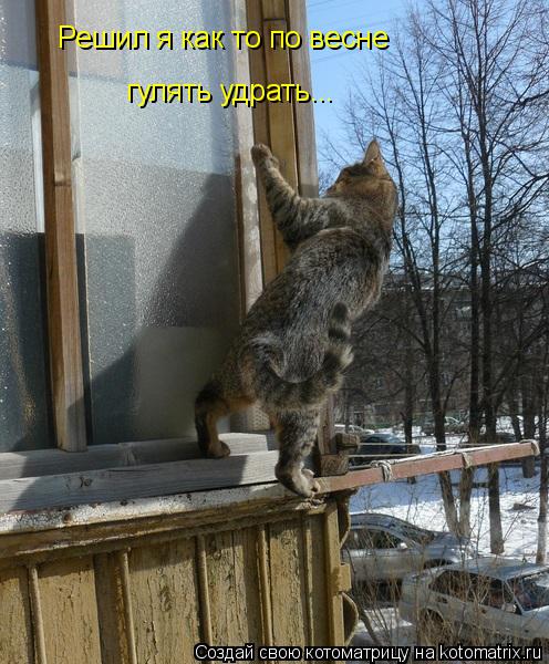 Решил я как то по весне гулять удрать...... Котоматрица: Решил я как то по весне гулять удрать...