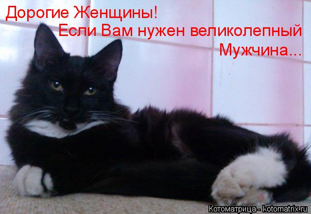 Дорогие Женщины! Если Вам нужен великолепный Мужчина...... Котоматрица: Дорогие Женщины! Если Вам нужен великолепный Мужчина...