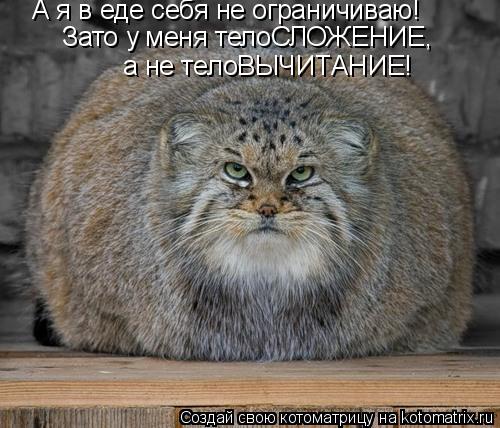 А я в еде себя не ограничиваю! Зато у меня телоСЛОЖЕНИЕ, а не телоВЫЧИТАНИЕ!... Котоматрица: А я в еде себя не ограничиваю! Зато у меня телоСЛОЖЕНИЕ, а не телоВЫЧИТАНИЕ!