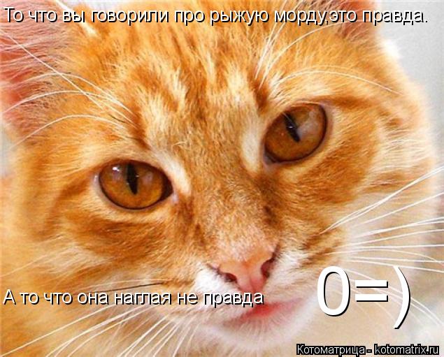 Котоматрица: То что вы говорили про рыжую морду,это правда. А то что она наглая не правда 0=)
