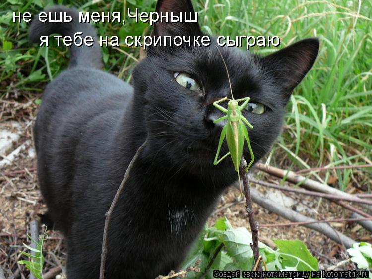 не ешь меня,Черныш я тебе на скрипочке сыграю... Котоматрица: не ешь меня,Черныш я тебе на скрипочке сыграю