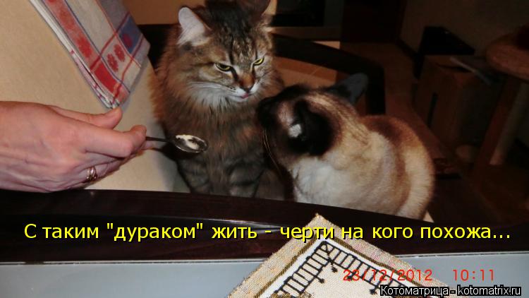 С таким "дураком" жить - черти на кого похожа...... Котоматрица: С таким "дураком" жить - черти на кого похожа...