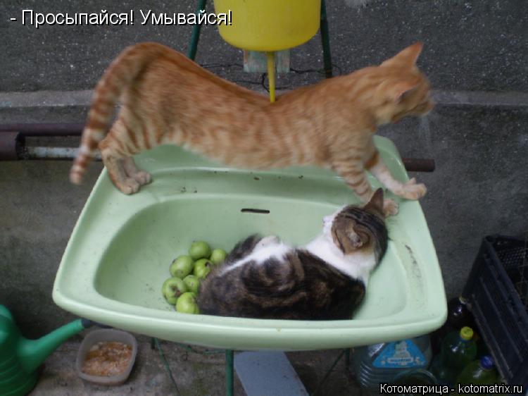 - Просыпайся! Умывайся!... Котоматрица: - Просыпайся! Умывайся!