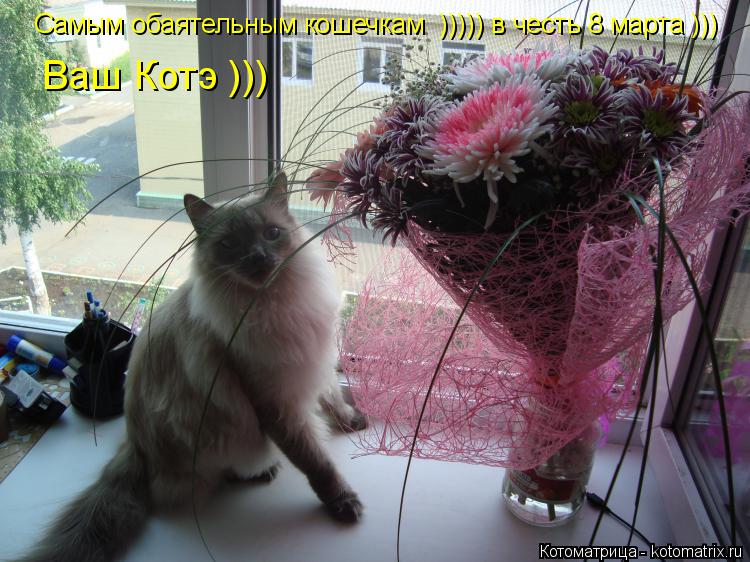 Самым обаятельным кошечкам ))))) в честь 8 марта ))) Ваш Котэ )))... Котоматрица: Самым обаятельным кошечкам ))))) в честь 8 марта ))) Ваш Котэ )))