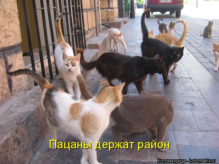 Пацаны держат район... Котоматрица: Пацаны держат район