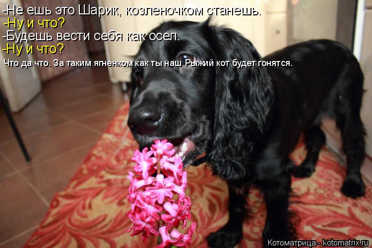 -Не ешь это Шарик, козленочком станешь. -Ну и что? -Будешь вести себя как осел. -Ну и что? Что да что... Котоматрица: -Не ешь это Шарик, козленочком станешь. -Ну и что? -Будешь вести себя как осел. -Ну и что? Что да что. За таким ягненком как ты наш Рыжий кот буде