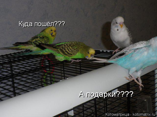 Куда пошёл??? А подарки????... Котоматрица: Куда пошёл??? А подарки????