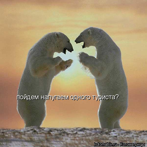 Котоматрица: пойдем напугаем одного туриста?