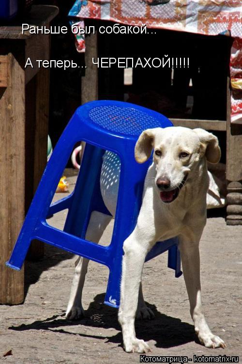 Раньше был собакой... А теперь... ЧЕРЕПАХОЙ!!!!!... Котоматрица: Раньше был собакой... А теперь... ЧЕРЕПАХОЙ!!!!!