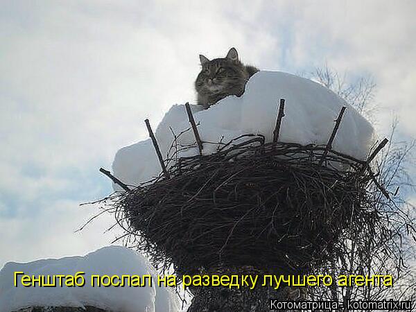 Генштаб послал на разведку лучшего агента... Котоматрица: Генштаб послал на разведку лучшего агента