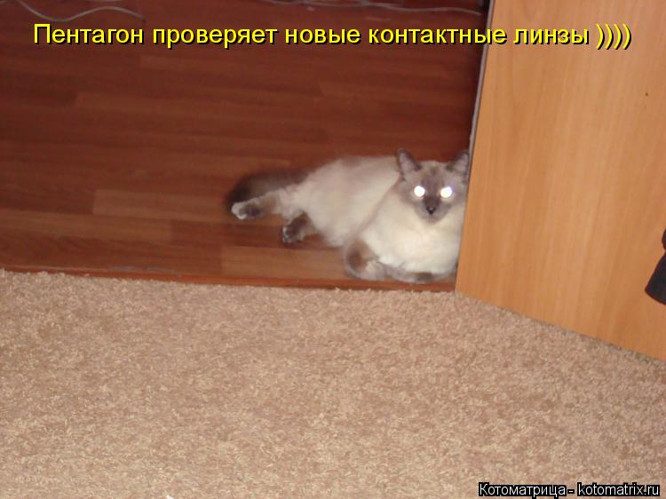 Котоматрица: Пентагон проверяет новые контактные линзы ))))