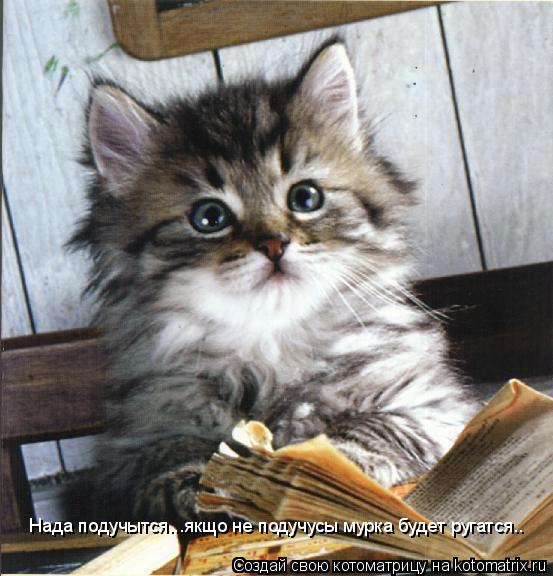 Нада подучытся...якщо не подучусы мурка будет ругатся..... Котоматрица: Нада подучытся...якщо не подучусы мурка будет ругатся..