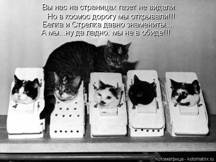 Но в космос дорогу мы открывали!!! Вы нас на страницах газет не видали. Белка и Стрелка давно знамени... Котоматрица: Но в космос дорогу мы открывали!!! Вы нас на страницах газет не видали. Белка и Стрелка давно знамениты.... А мы...ну да ладно, мы не в обиде!!!