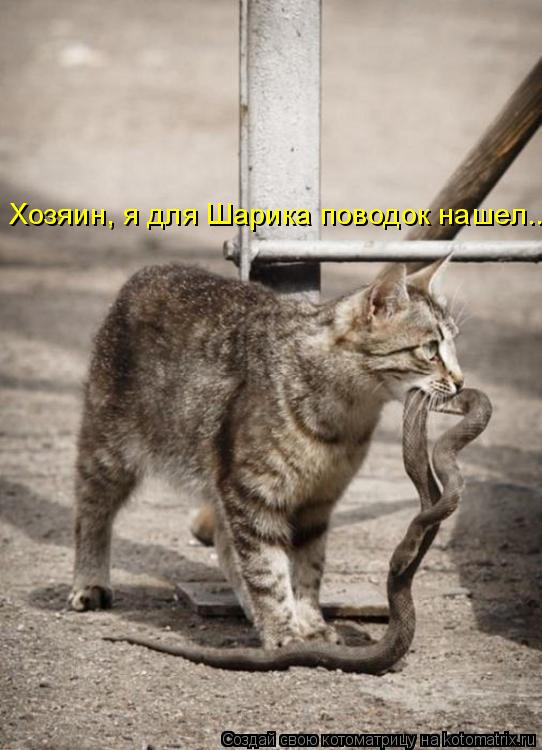 Котоматрица: Хозяин, я для Шарика поводок нашел...