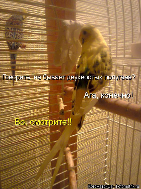 Говорите, не бывает двухвостых попугаев? Ага, конечно! Во, смотрите!!... Котоматрица: Говорите, не бывает двухвостых попугаев? Ага, конечно! Во, смотрите!!