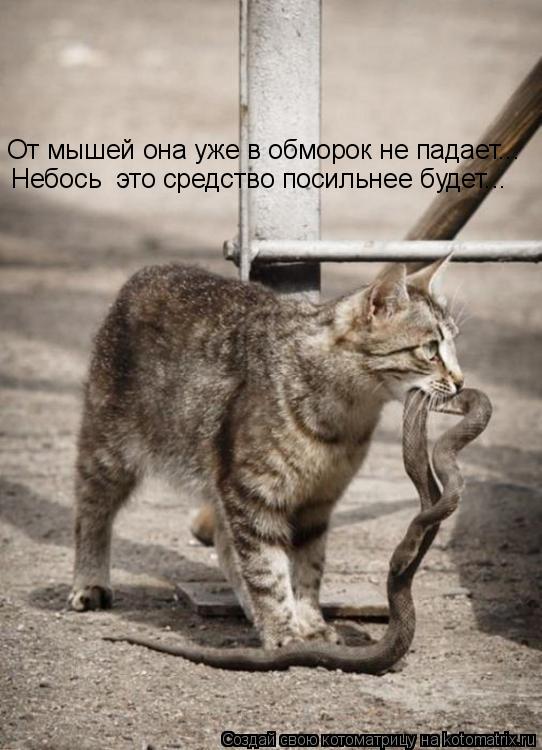 От мышей она уже в обморок не падает... Небось это средство посильнее будет...... Котоматрица: От мышей она уже в обморок не падает... Небось это средство посильнее будет...