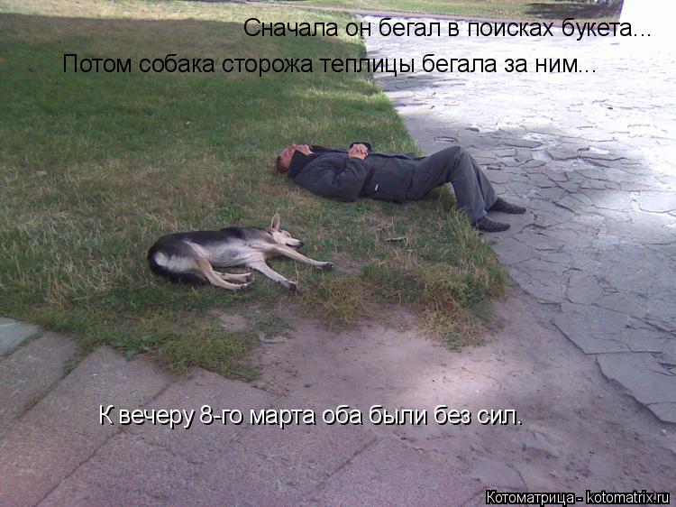 Сначала он бегал в поисках букета... Потом собака сторожа теплицы бегала за ним... К вечеру 8-го март... Котоматрица: Сначала он бегал в поисках букета... Потом собака сторожа теплицы бегала за ним... К вечеру 8-го марта оба были без сил.