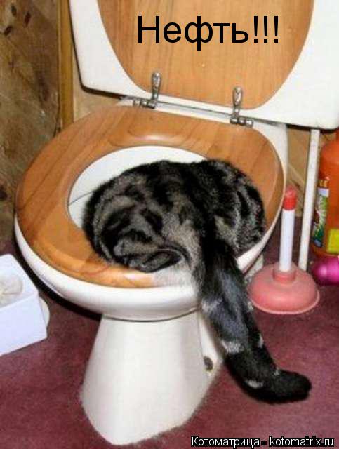 Нефть!!!... Котоматрица: Нефть!!!