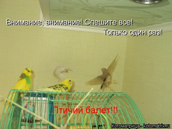 Внимание, внимание! Спешите все! Только один раз! Птичий балет!!!... Котоматрица: Внимание, внимание! Спешите все! Только один раз! Птичий балет!!!