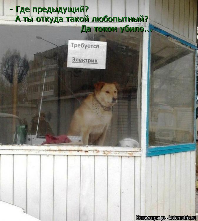 Котоматрица: - Где предыдущий? А ты откуда такой любопытный? Да током убило...