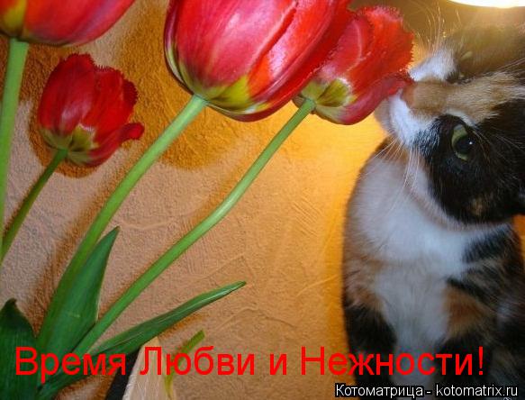 Время Любви и Нежности!... Котоматрица: Время Любви и Нежности!