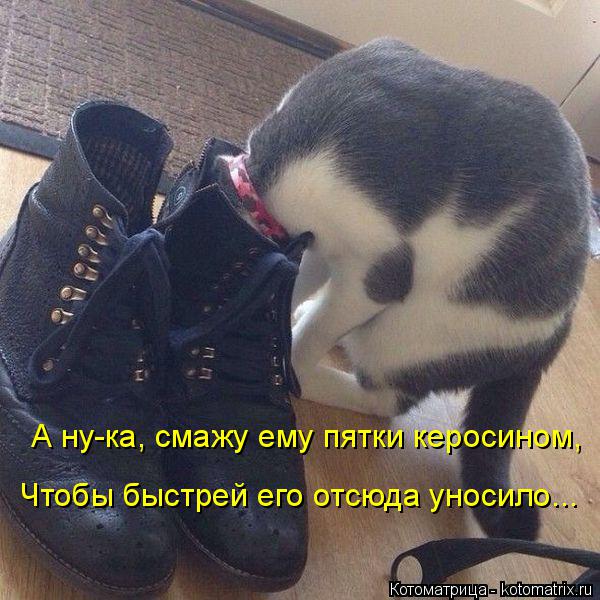 Котоматрица: А ну-ка, смажу ему пятки керосином, Чтобы быстрей его отсюда уносило...
