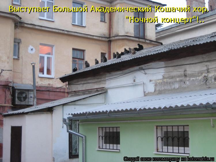 Выступает Большой Академический Кошачий хор. "Ночной концерт"!..... Котоматрица: Выступает Большой Академический Кошачий хор. "Ночной концерт"!..