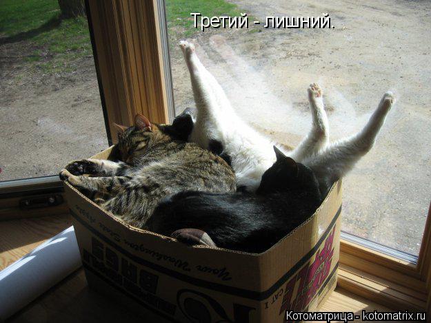 Третий - лишний.... Котоматрица: Третий - лишний.