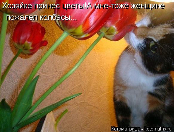 Хозяйке принес цветы!А мне-тоже женщине пожалел колбасы...... Котоматрица: Хозяйке принес цветы!А мне-тоже женщине пожалел колбасы...