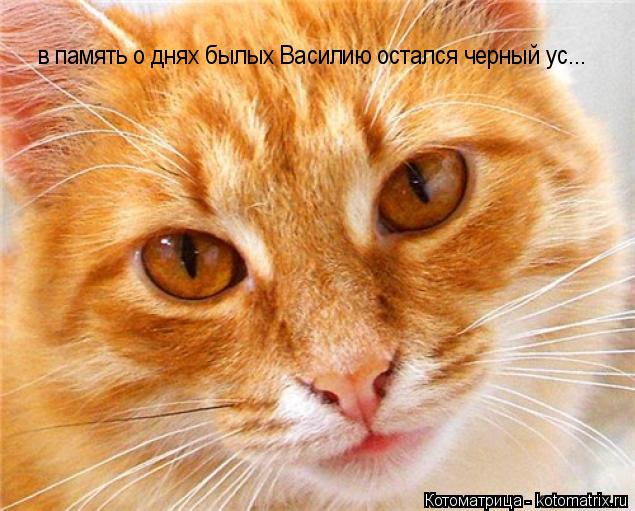 в память о днях былых Василию остался черный ус...... Котоматрица: в память о днях былых Василию остался черный ус...