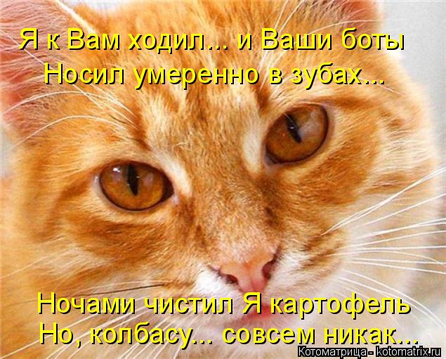 Я к Вам ходил... и Ваши боты Носил умеренно в зубах... Ночами чистил Я картофель Но, колбасу... совсе... Котоматрица: Я к Вам ходил... и Ваши боты Носил умеренно в зубах... Ночами чистил Я картофель Но, колбасу... совсем никак...