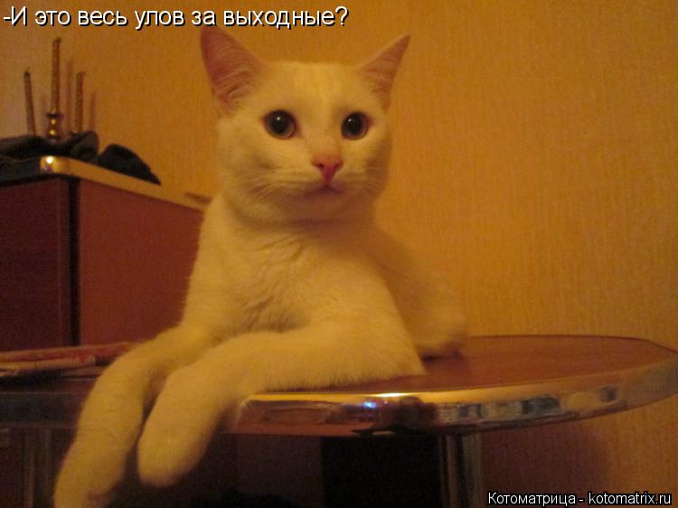-И это весь улов за выходные?... Котоматрица: -И это весь улов за выходные?