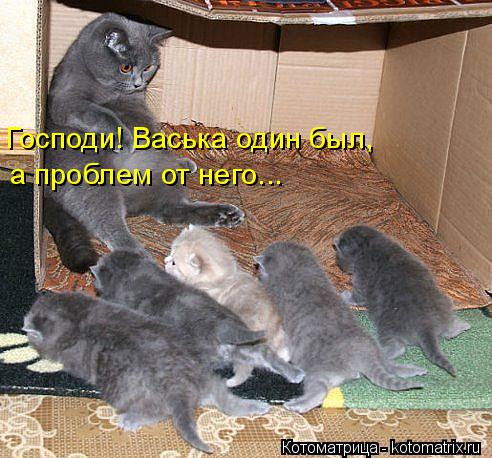 Господи! Васька один был, а проблем от него...... Котоматрица: Господи! Васька один был, а проблем от него...