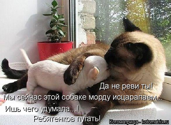 Да не реви ты! Мы сейчас этой собаке морду исцарапаем... Ишь чего удумала...! Ребятенков пугать!... Котоматрица: Да не реви ты! Мы сейчас этой собаке морду исцарапаем... Ишь чего удумала...! Ребятенков пугать!