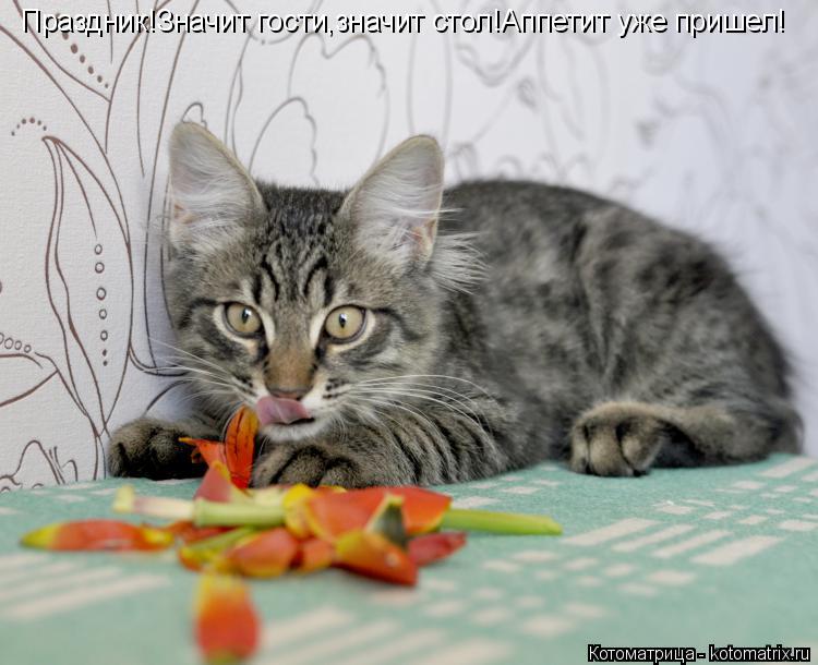 Праздник!Значит гости,значит стол!Аппетит уже пришел!... Котоматрица: Праздник!Значит гости,значит стол!Аппетит уже пришел!