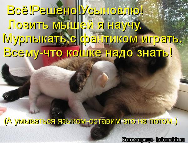 Всё!Решено!Усыновлю! Ловить мышей я научу. Мурлыкать,с фантиком играть. Всему-что кошке надо знать! (... Котоматрица: Всё!Решено!Усыновлю! Ловить мышей я научу. Мурлыкать,с фантиком играть. Всему-что кошке надо знать! (А умываться языком-оставим это на потом.)