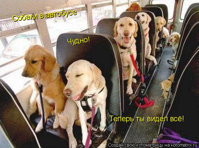 Теперь ты видел всё! Собаки в автобусе Чудно!... Котоматрица: Теперь ты видел всё! Собаки в автобусе Чудно!