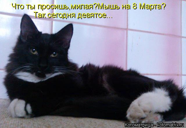 Что ты просишь,милая?Мышь на 8 Марта? Так сегодня девятое...... Котоматрица: Что ты просишь,милая?Мышь на 8 Марта? Так сегодня девятое...