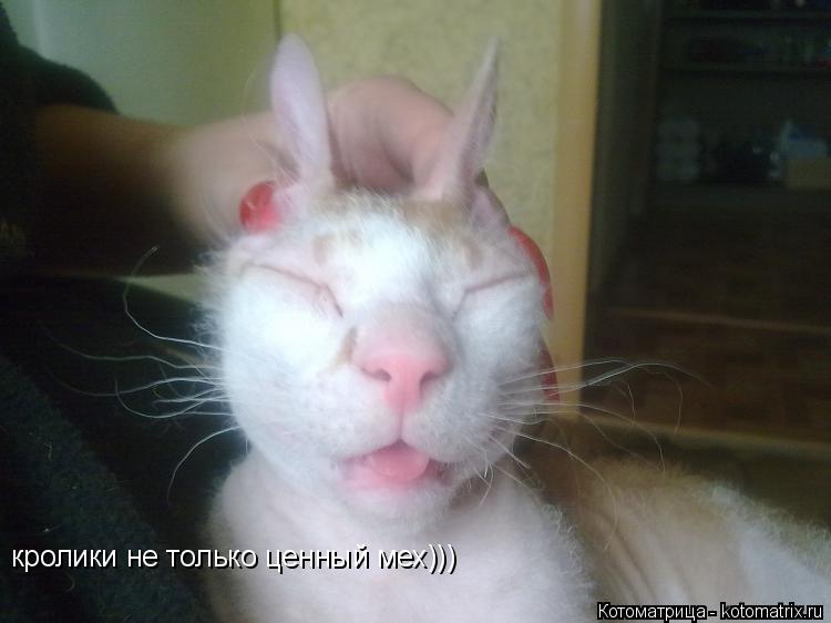 кролики не только ценный мех)))... Котоматрица: кролики не только ценный мех)))