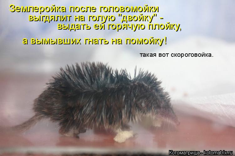 Землеройка после головомойки выгдялит на голую "двойку" - выдать ей горячую плойку, а вымывших гнат... Котоматрица: Землеройка после головомойки выгдялит на голую "двойку" - выдать ей горячую плойку, а вымывших гнать на помойку! такая вот скороговойка.