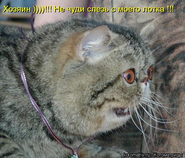 Хозяин ))))!!! Не чуди слезь с моего лотка !!!... Котоматрица: Хозяин ))))!!! Не чуди слезь с моего лотка !!!