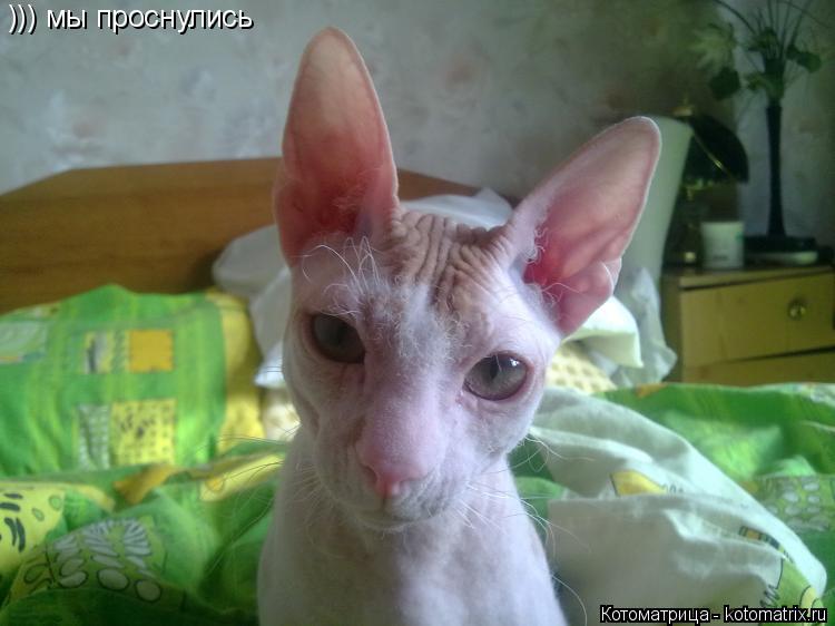 ))) мы проснулись... Котоматрица: ))) мы проснулись