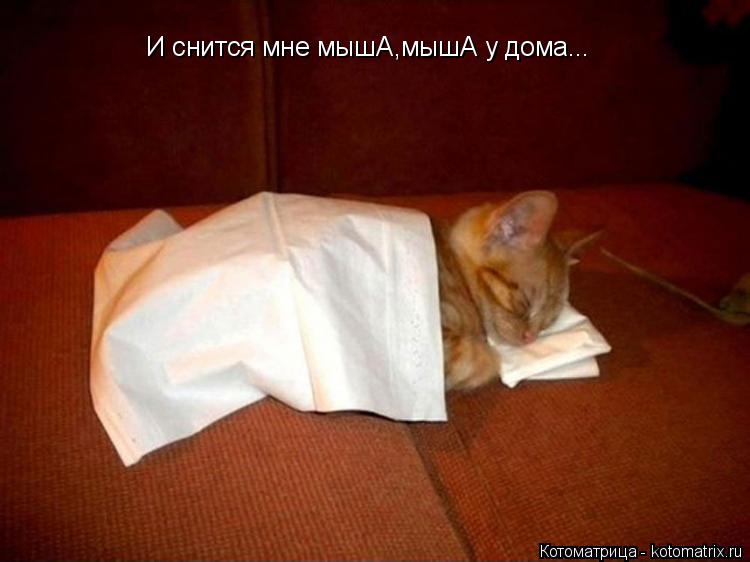 И снится мне мышА,мышА у дома...... Котоматрица: И снится мне мышА,мышА у дома...