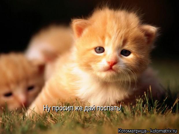 Ну просил же дай поспать!... Котоматрица: Ну просил же дай поспать!