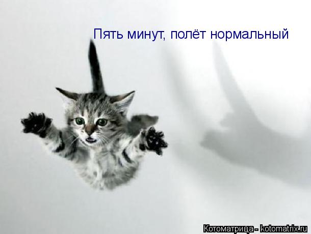 Пять минут, полёт нормальный... Котоматрица: Пять минут, полёт нормальный