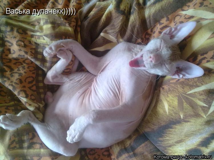 Васька дулачекк)))))... Котоматрица: Васька дулачекк)))))